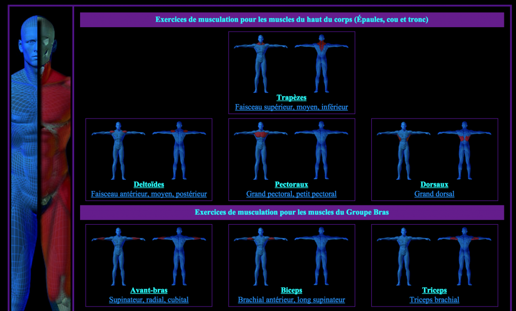 Musculation Eps Musculation Education Physique - Art Education